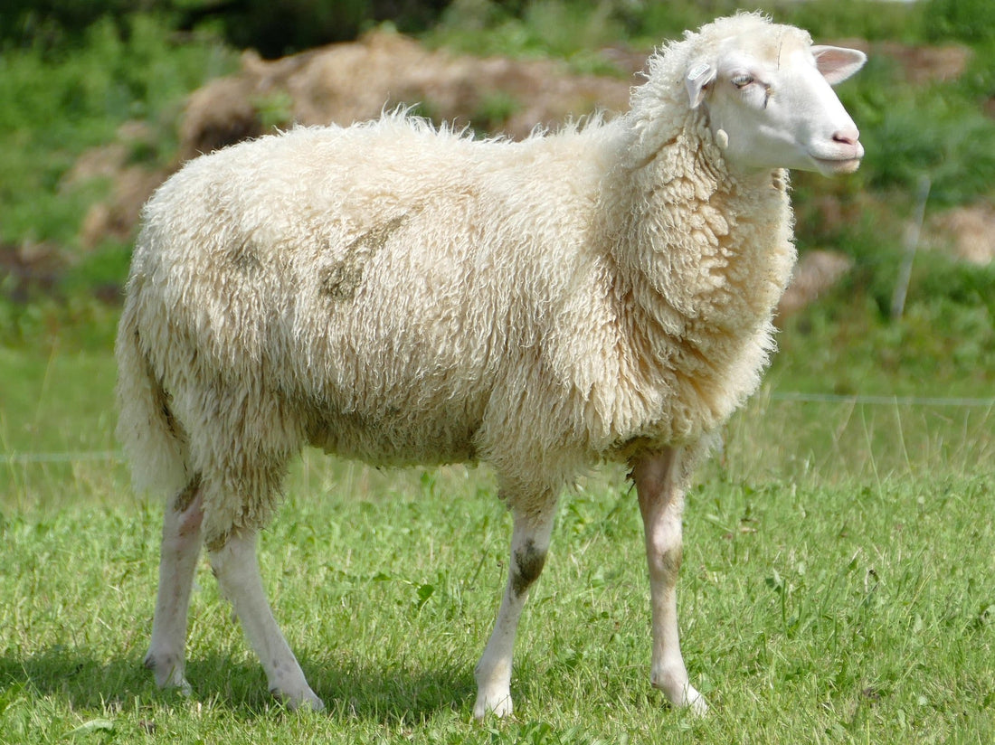 Australian Merino Wool