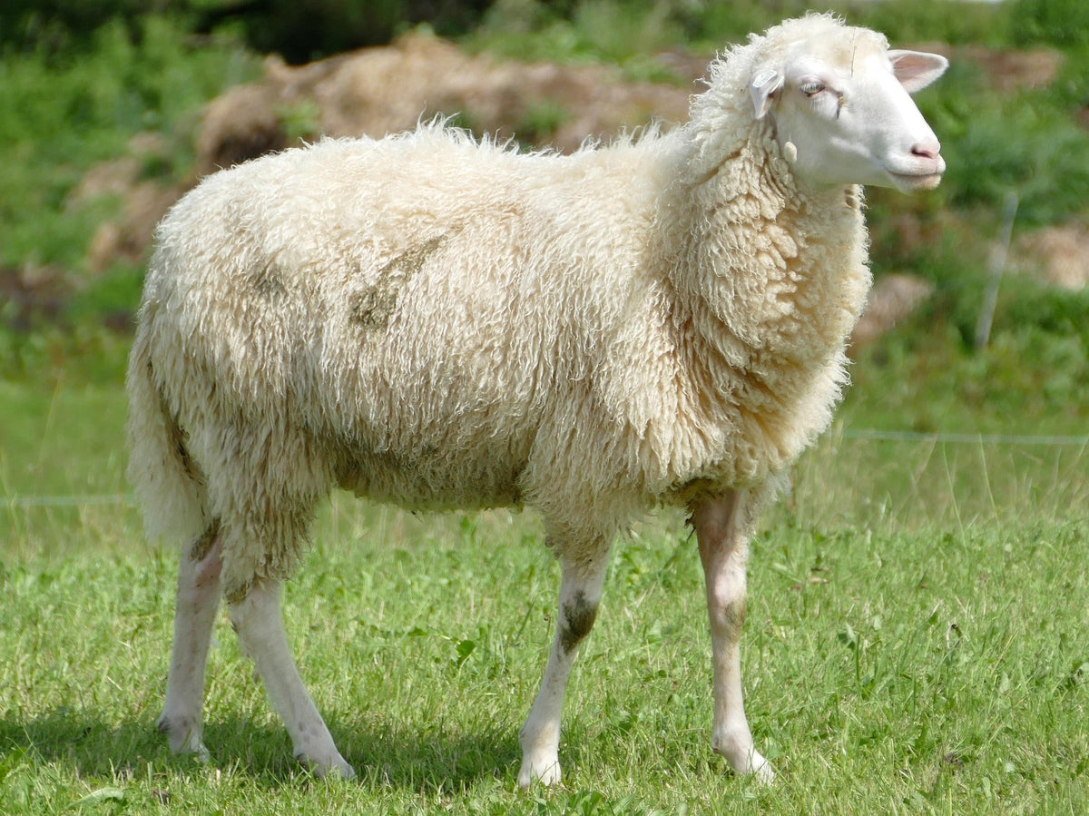 Australian Merino Wool